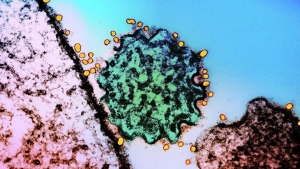 Опасный вирус из Индии: в Минздраве сделали заявление